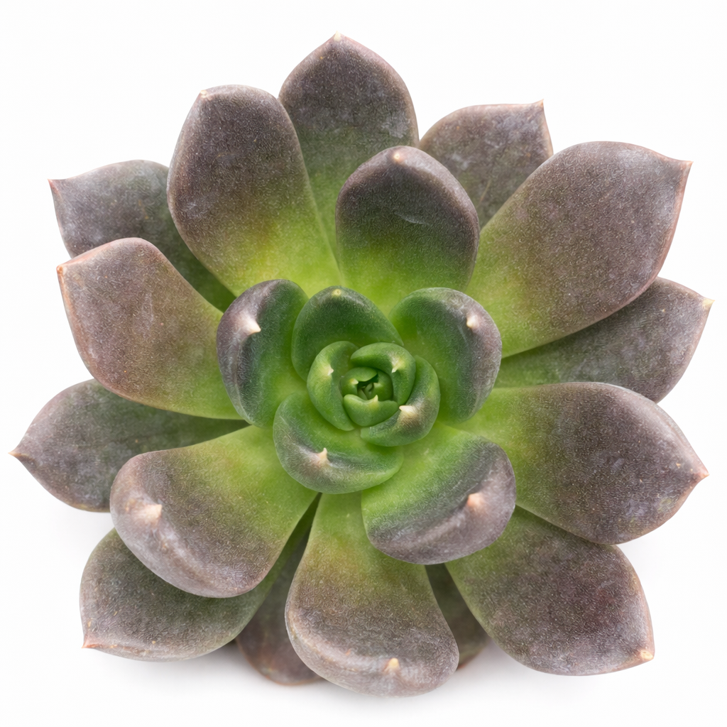 2 inch Echeveria Dark Rose, purple succulents, Buy succulents online, Succulent plants for sale, Succulent gifts, Growing succulents indoors, Small indoor plants