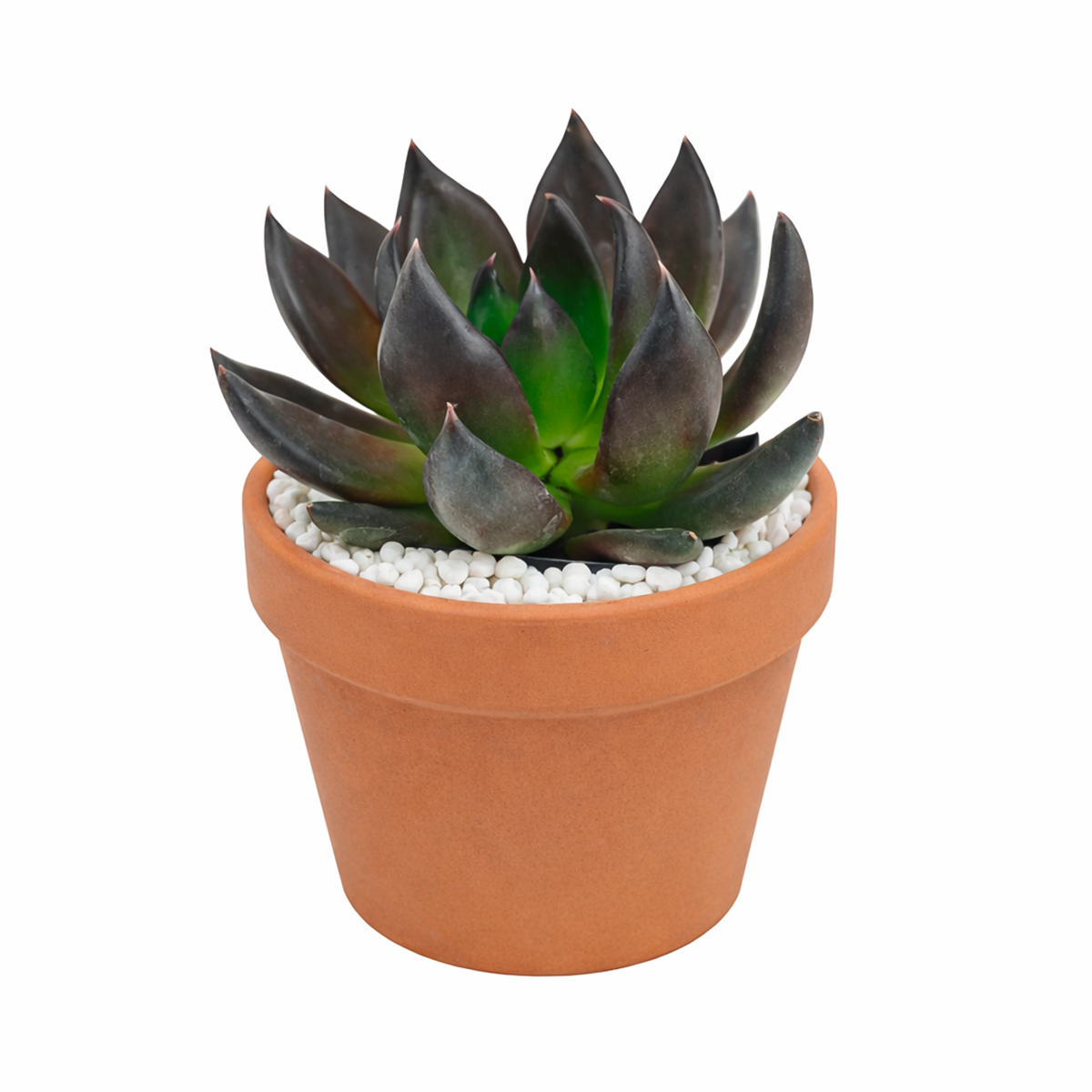 2 inch Echeveria Dark Rose, purple succulents, Buy succulents online, Succulent plants for sale, Succulent gifts, Growing succulents indoors, Small indoor plants