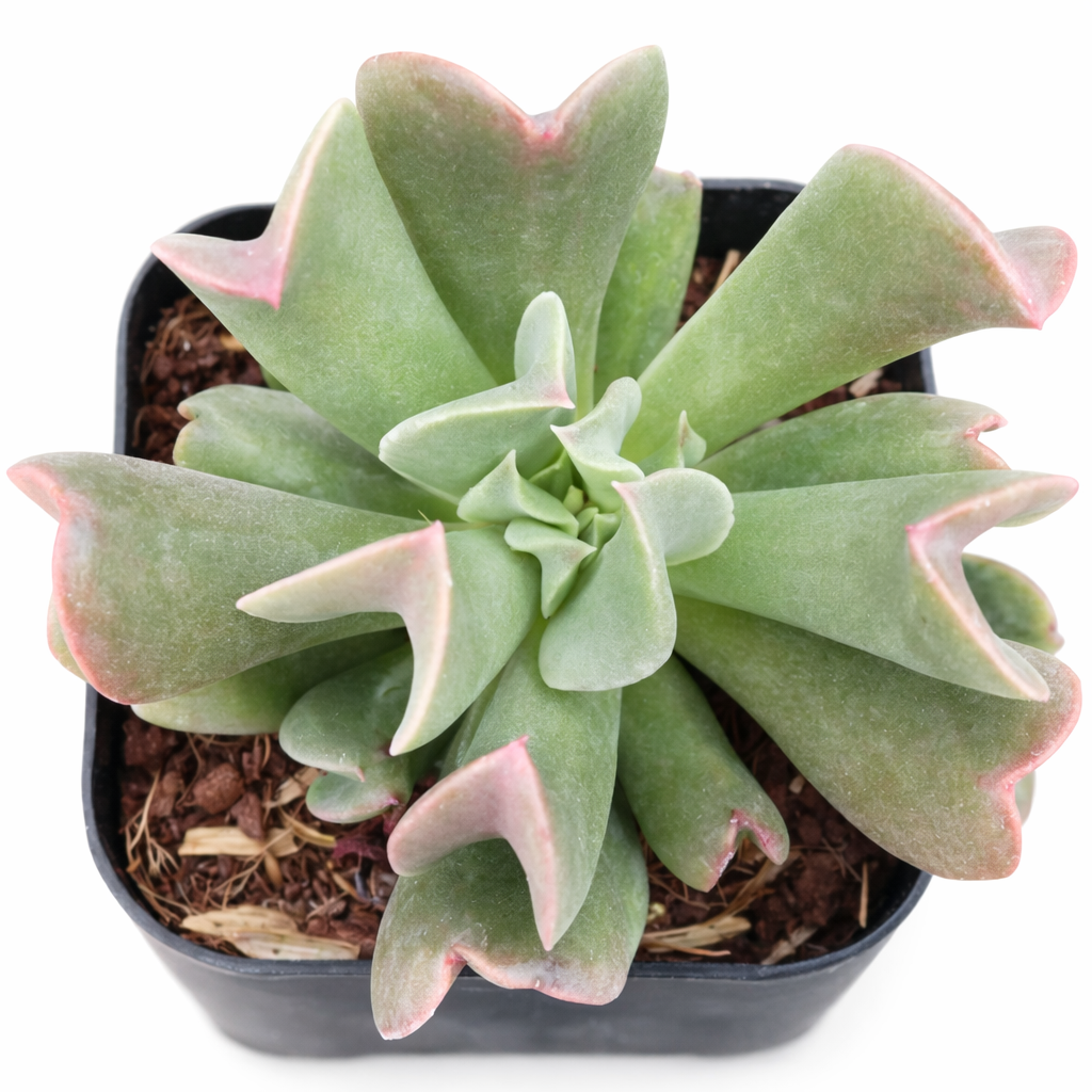 2 inch Echeveria Dark Vader, purple succulents, indoor succulents, succulent care guide, buy succulents online