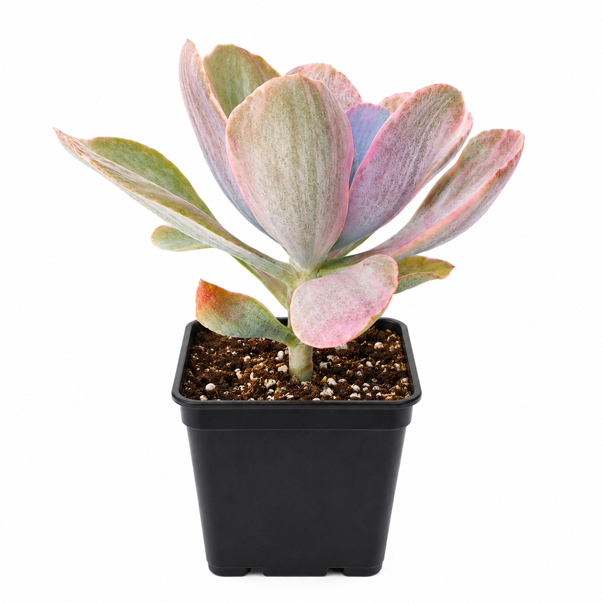 2 inch Echeveria Decora Variegated for sale. Echeveria Decora Variegated is a charming succulent with vibrant variegated foliage and a compact rosette form. It enjoys bright sunlight, minimal watering, and well-draining soil for healthy growth. This easy-care plant makes a beautiful addition to homes, offices, and succulent gardens.