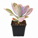 2 inch Echeveria Decora Variegated for sale. Echeveria Decora Variegated is admired for its colorful variegated leaves and elegant rosette shape that brings charm to any plant collection. It grows best in bright sunlight with fast-draining soil and occasional watering. This easy-care succulent is ideal for beginners and collectors alike.
