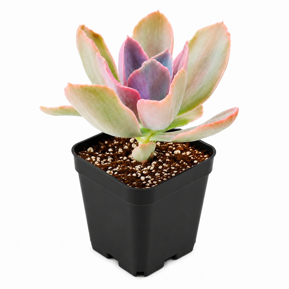 Buy Echeveria Decora Variegated 2 inch online. This distinctive succulent is known for its colorful variegated leaves arranged in a neat, symmetrical rosette. It requires bright light and fast-draining soil while needing very little maintenance. It is perfect for adding elegance to indoor succulent collections.