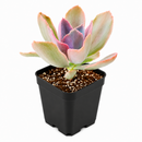 2 inch Echeveria Decora Variegated for sale. Echeveria Decora Variegated is admired for its colorful variegated leaves and elegant rosette shape that brings charm to any plant collection. It grows best in bright sunlight with fast-draining soil and occasional watering. This easy-care succulent is ideal for beginners and collectors alike.
