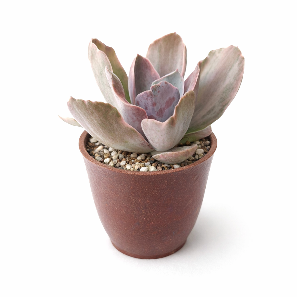 Buy Echeveria Decora Variegated 2 inch online. Echeveria Decora Variegated produces elegant rosettes with striking variegated foliage that stands out in decorative planters. It thrives with bright light, excellent drainage, and minimal care. This hardy succulent is perfect for modern homes and office spaces.