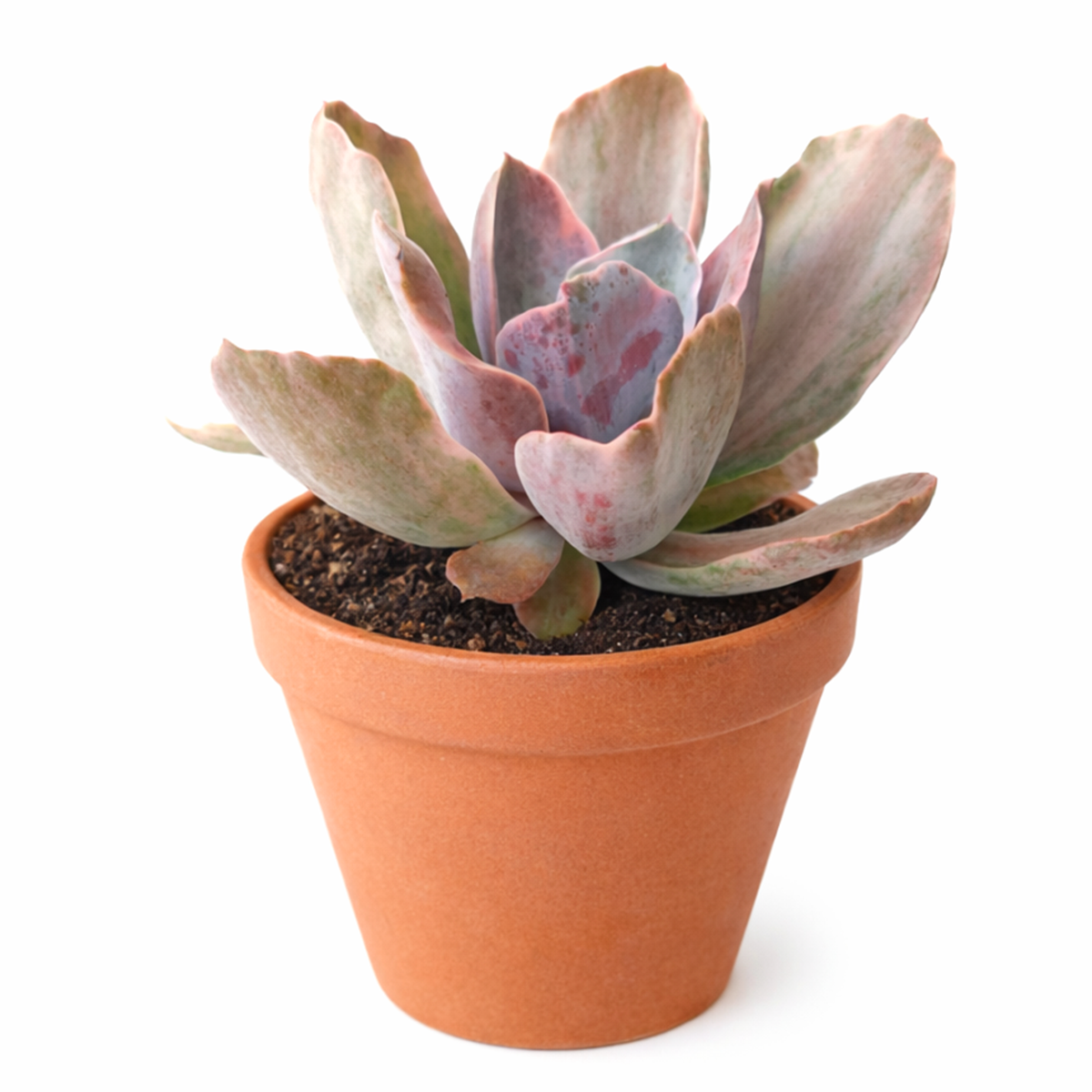 2 inch Echeveria Decora Variegated for sale. Echeveria Decora Variegated is a compact succulent prized for its creamy variegation and symmetrical rosette growth. It flourishes in bright conditions and requires only infrequent watering. This beautiful plant adds texture and color to any indoor plant collection.