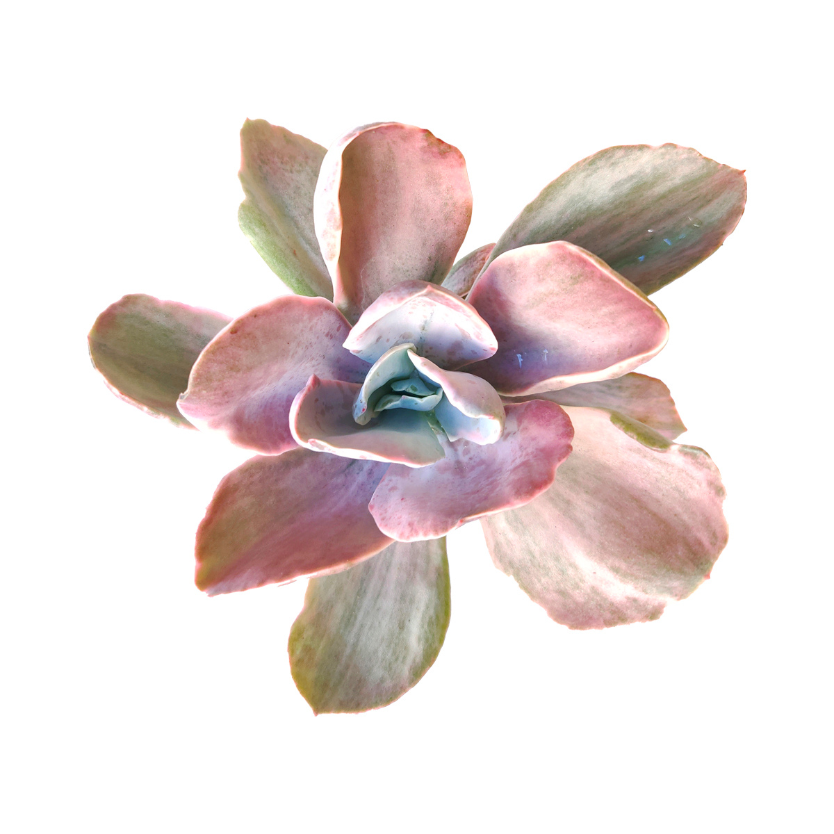 2 inch Echeveria Decora Variegated for sale. Echeveria Decora Variegated is a drought-tolerant succulent with beautifully patterned leaves and a compact growth habit. It grows well in sunny locations and well-draining soil with occasional watering. This unique plant is an excellent choice for succulent enthusiasts and gift giving.