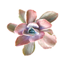 2 inch Echeveria Decora Variegated for sale. Echeveria Decora Variegated is admired for its colorful variegated leaves and elegant rosette shape that brings charm to any plant collection. It grows best in bright sunlight with fast-draining soil and occasional watering. This easy-care succulent is ideal for beginners and collectors alike.