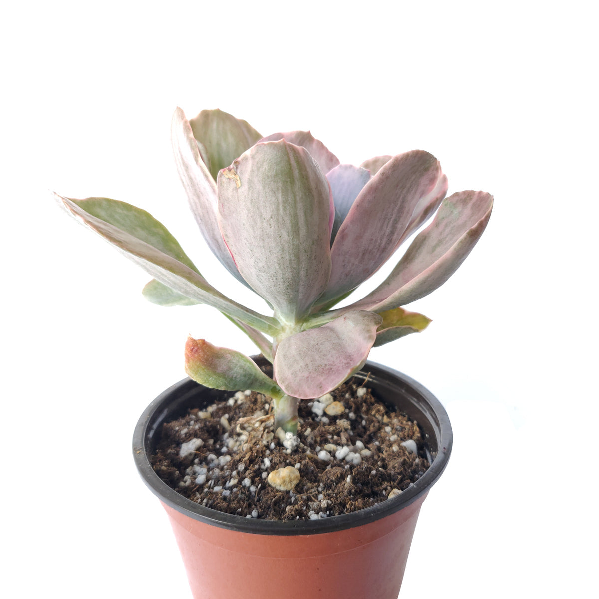 decora succulent RARE Echeveria Decora Variegated Succulent with Care Guide