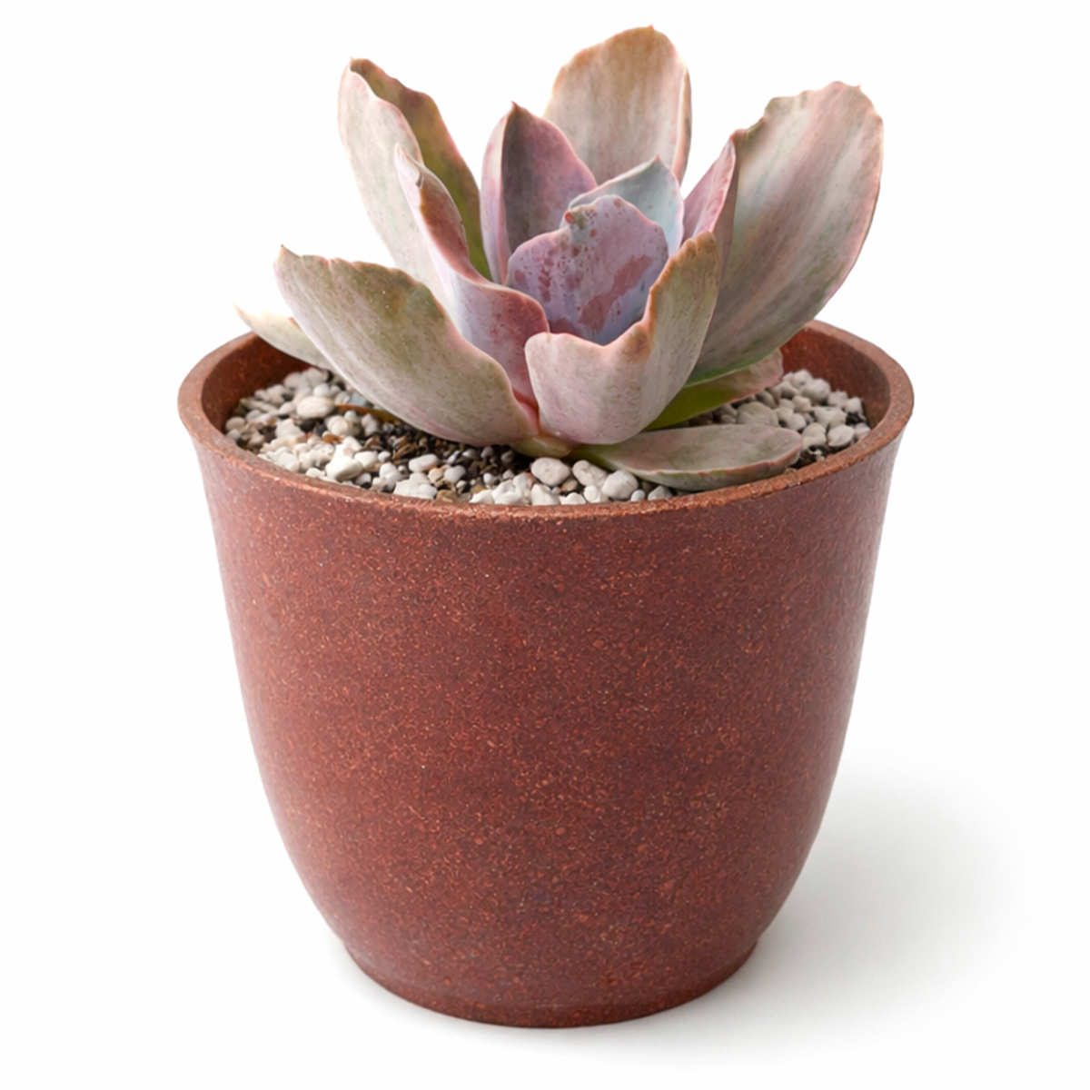 Buy Echeveria Decora Variegated 2 inch online. This attractive succulent features fleshy variegated leaves that create a unique and eye-catching appearance. It prefers bright, indirect to direct light and well-draining soil to stay healthy. A wonderful addition to homes, offices, and succulent arrangements.
