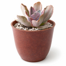 2 inch Echeveria Decora Variegated for sale. Echeveria Decora Variegated is admired for its colorful variegated leaves and elegant rosette shape that brings charm to any plant collection. It grows best in bright sunlight with fast-draining soil and occasional watering. This easy-care succulent is ideal for beginners and collectors alike.