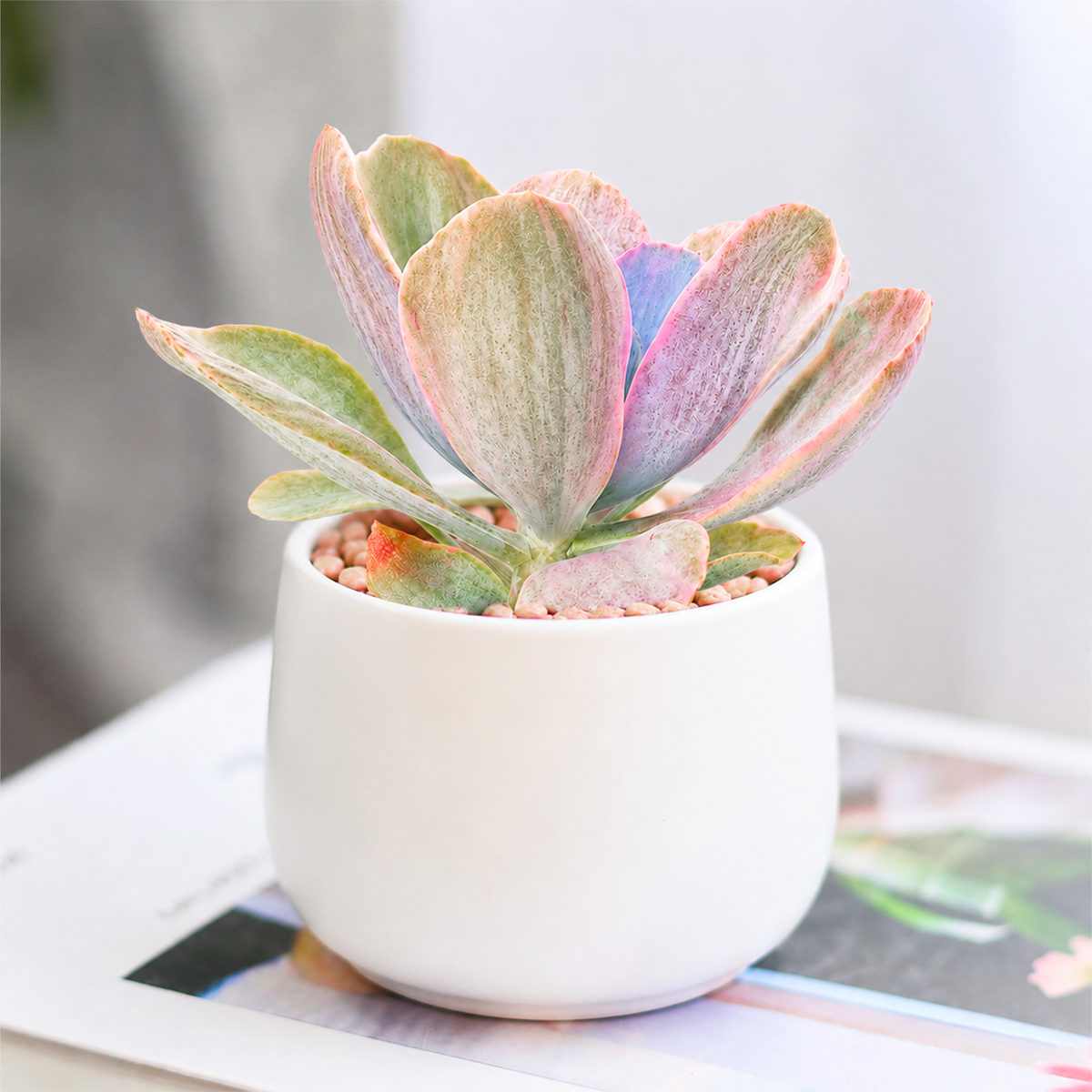 Buy Echeveria Decora Variegated 2 inch online. Echeveria Decora Variegated is a beautiful succulent with compact rosettes and stunning variegated foliage in soft green and creamy tones. It thrives in bright light and well-draining soil with minimal watering. This low-maintenance plant is perfect for succulent collections, windowsills, and indoor displays.