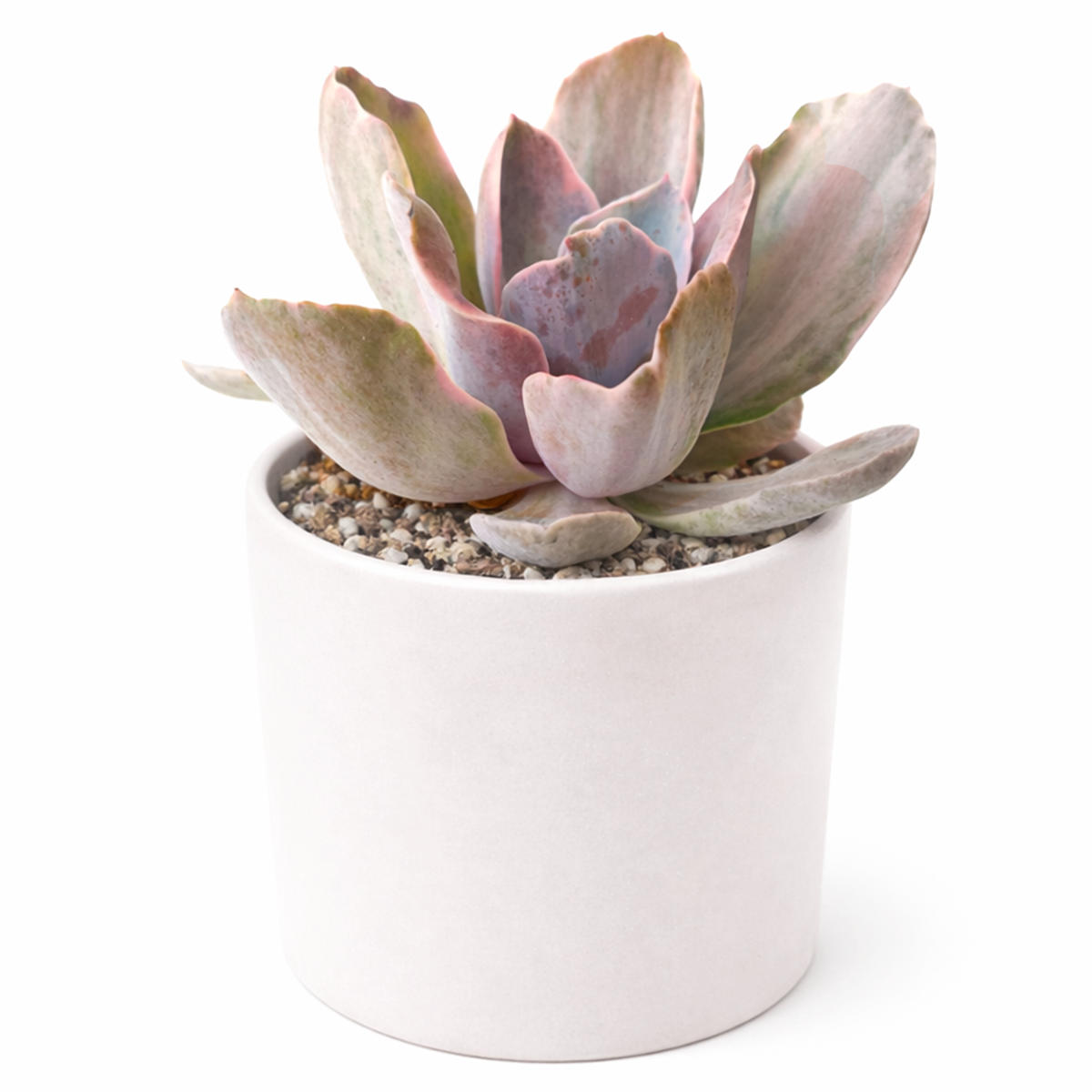 2 inch Echeveria Decora Variegated for sale. Echeveria Decora Variegated is admired for its colorful variegated leaves and elegant rosette shape that brings charm to any plant collection. It grows best in bright sunlight with fast-draining soil and occasional watering. This easy-care succulent is ideal for beginners and collectors alike.