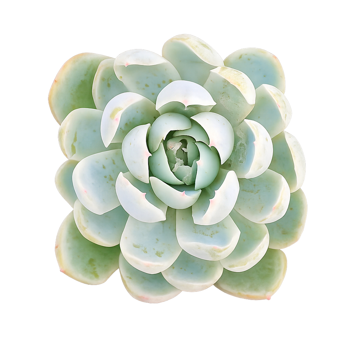 Buy Echeveria Elegans 'Mexican Snowball' 4 inch online. Echeveria Elegans 'Mexican Snowball' is a graceful succulent featuring large blue-green rosettes with a smooth, symmetrical appearance. It thrives in bright light and well-draining soil while requiring minimal watering. This easy-care plant is an excellent addition to indoor succulent collections and sunny spaces.