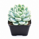 Buy Echeveria Elegans 'Mexican Snowball' 4 inch online. Echeveria Elegans 'Mexican Snowball' is a graceful succulent featuring large blue-green rosettes with a smooth, symmetrical appearance. It thrives in bright light and well-draining soil while requiring minimal watering. This easy-care plant is an excellent addition to indoor succulent collections and sunny spaces.