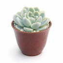 Buy Echeveria Elegans 'Mexican Snowball' 4 inch online. Echeveria Elegans 'Mexican Snowball' is a graceful succulent featuring large blue-green rosettes with a smooth, symmetrical appearance. It thrives in bright light and well-draining soil while requiring minimal watering. This easy-care plant is an excellent addition to indoor succulent collections and sunny spaces.