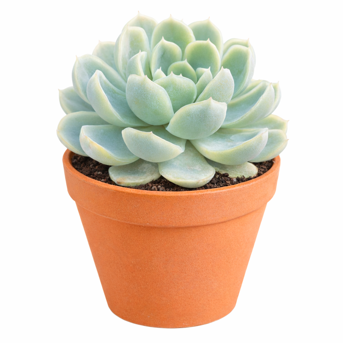 Buy Echeveria Elegans 'Mexican Snowball' 2 inch online. Echeveria Elegans 'Mexican Snowball' is a classic succulent with elegant blue-green rosettes and a compact growth habit. It thrives in bright light and well-draining soil with minimal watering. This low-maintenance plant is perfect for succulent gardens, windowsills, and indoor plant collections.