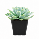 Buy Echeveria Elegans 'Mexican Snowball' 4 inch online. Echeveria Elegans 'Mexican Snowball' is a graceful succulent featuring large blue-green rosettes with a smooth, symmetrical appearance. It thrives in bright light and well-draining soil while requiring minimal watering. This easy-care plant is an excellent addition to indoor succulent collections and sunny spaces.
