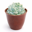 Buy Echeveria Elegans 'Mexican Snowball' 4 inch online. Echeveria Elegans 'Mexican Snowball' is a graceful succulent featuring large blue-green rosettes with a smooth, symmetrical appearance. It thrives in bright light and well-draining soil while requiring minimal watering. This easy-care plant is an excellent addition to indoor succulent collections and sunny spaces.