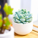 Buy Echeveria Elegans 'Mexican Snowball' 4 inch online. Echeveria Elegans 'Mexican Snowball' is a graceful succulent featuring large blue-green rosettes with a smooth, symmetrical appearance. It thrives in bright light and well-draining soil while requiring minimal watering. This easy-care plant is an excellent addition to indoor succulent collections and sunny spaces.