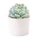 Buy Echeveria Elegans 'Mexican Snowball' 4 inch online. Echeveria Elegans 'Mexican Snowball' is a graceful succulent featuring large blue-green rosettes with a smooth, symmetrical appearance. It thrives in bright light and well-draining soil while requiring minimal watering. This easy-care plant is an excellent addition to indoor succulent collections and sunny spaces.