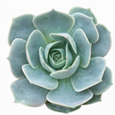 Echeveria 'Elora' succulent for sale online, green succulent, succulent gift ideas