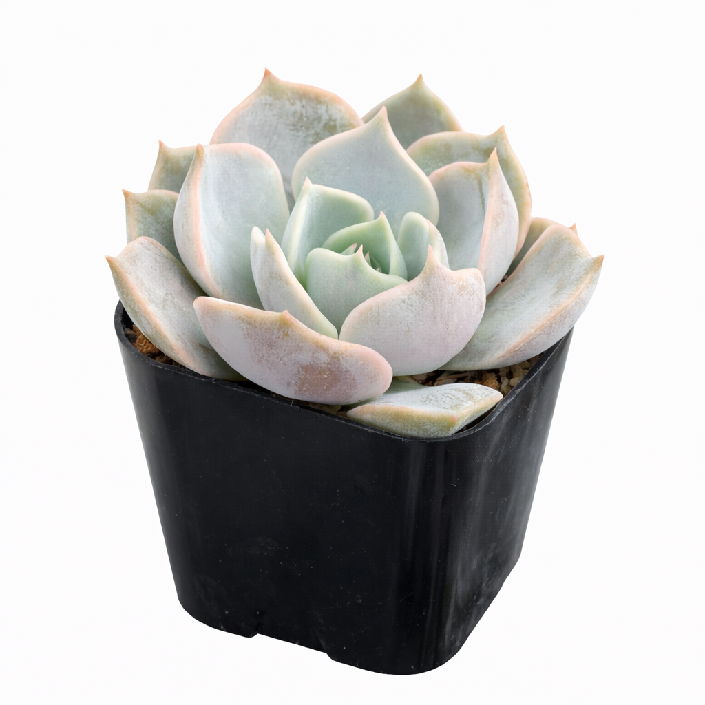 Echeveria 'Elora' in California, How to grow Echeveria 'Elora', rare succulents, rare succulents for sale, unique succulents