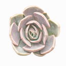Echeveria 'Elora' succulent for sale online, green succulent, succulent gift ideas