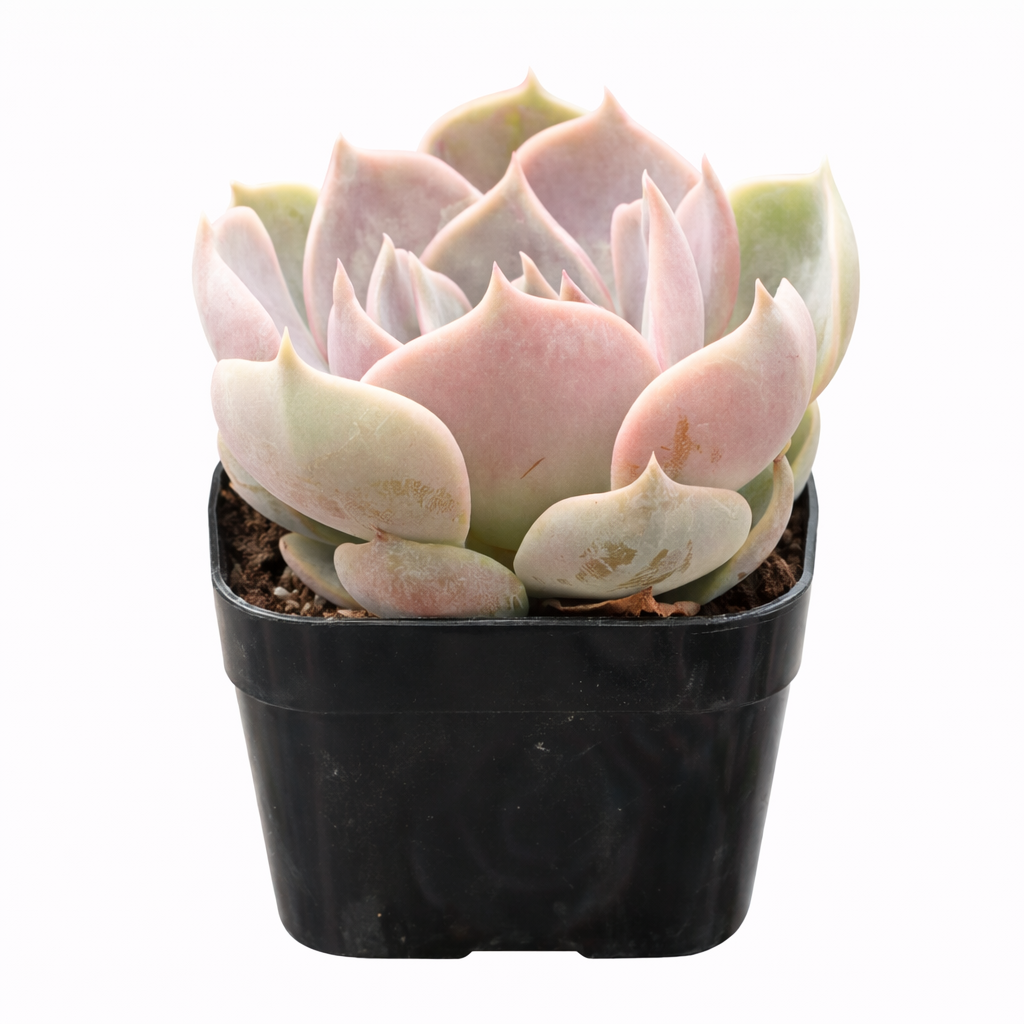 Echeveria 'Elora' succulent for sale online, green succulent, succulent gift ideas