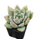 Echeveria 'Emerald'