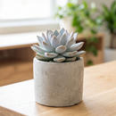 8-pack of 2" live plants for sale. Pick eight favorite plants and enjoy a variety of compact plants in 2" pots. Great for plant collections, gifting, decorating small spaces, and indoor gardening.