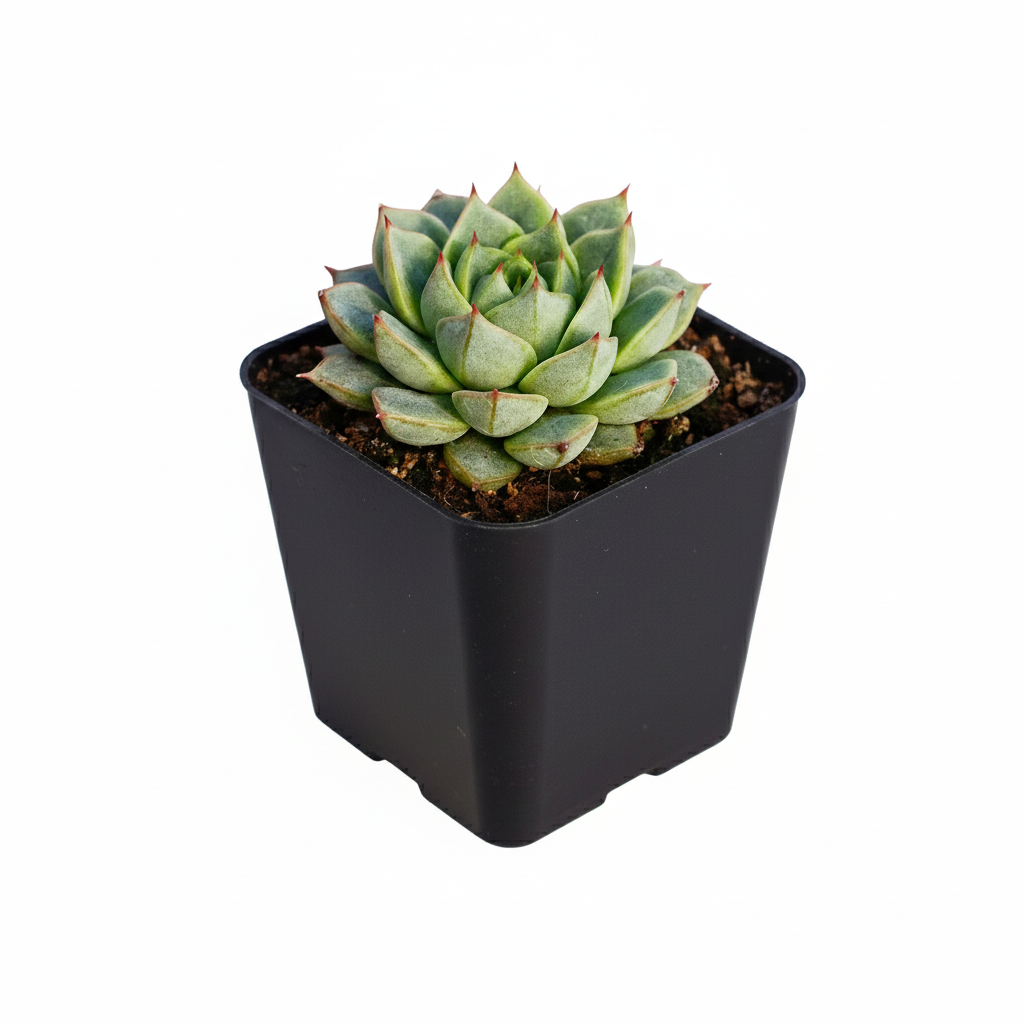 2 inch Echeveria 'Fabiola' in black plastic pot, Echeveria 'Fabiola' for sale, decorative plants for home/office