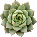 2 inch Echeveria 'Fabiola' in black plastic pot, Echeveria 'Fabiola' for sale, decorative plants for home/office