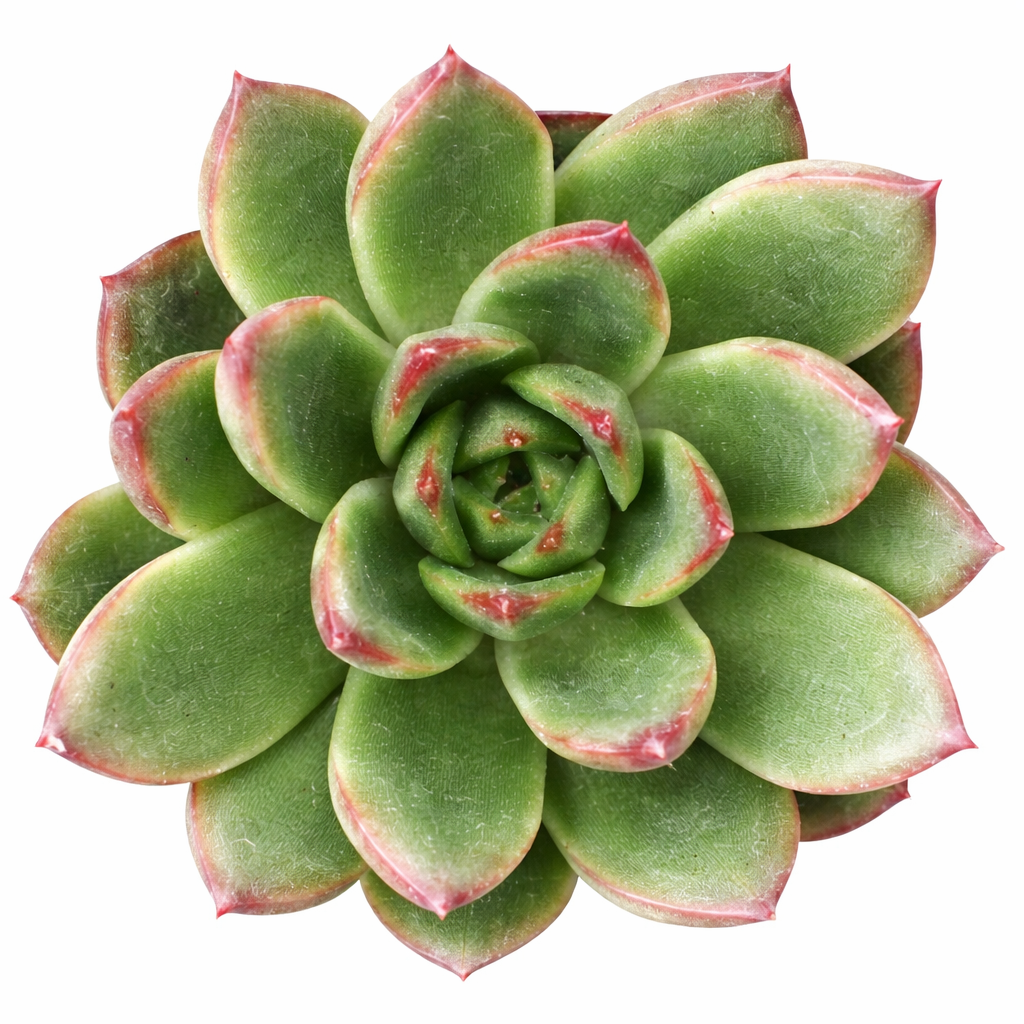 2 inch Echeveria 'Fiesta', green succulents, indoor succulents, succulent care guide, buy succulents online