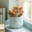 Custom plant pot with personalized image, personalized flower pot with live plant, custom photo plant pot, personalized planter with plant of your choice, custom printed ceramic planter, personalized succulent pot, custom image flower pot gift, custom photo planter for houseplants