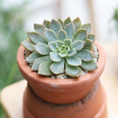 2 inch Echeveria for sale, buy small live plants online, unique color plants