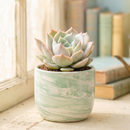 2 inch echeveria fury live succulent for sale, deep oxblood red rosette with soft fuzzy leaf texture, slow-growing symmetrical form ideal for container collections, requires consistent rotating to maintain balanced compact shape, adapts to low humidity and dry heated indoor air conditions, elegant desk and shelf plant display, thoughtful succulent gift for plant collectors