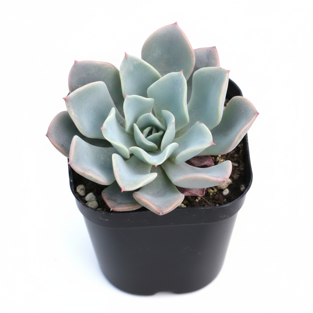 Succulent with icy blue leaves, Rosette succulent plant, How to water Echeveria Galaxy Blue, Drought-tolerant echeveria, Buy echeveria Galaxy Blue online