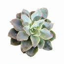 Succulent with icy blue leaves, Rosette succulent plant, How to water Echeveria Galaxy Blue, Drought-tolerant echeveria, Buy echeveria Galaxy Blue online