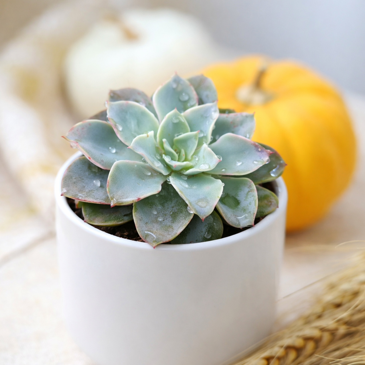 2 inch Echeveria Galaxy Blue, succulent plant, Echeveria Galaxy Blue care, blue rosette succulent, rare echeveria hybrid, indoor succulent