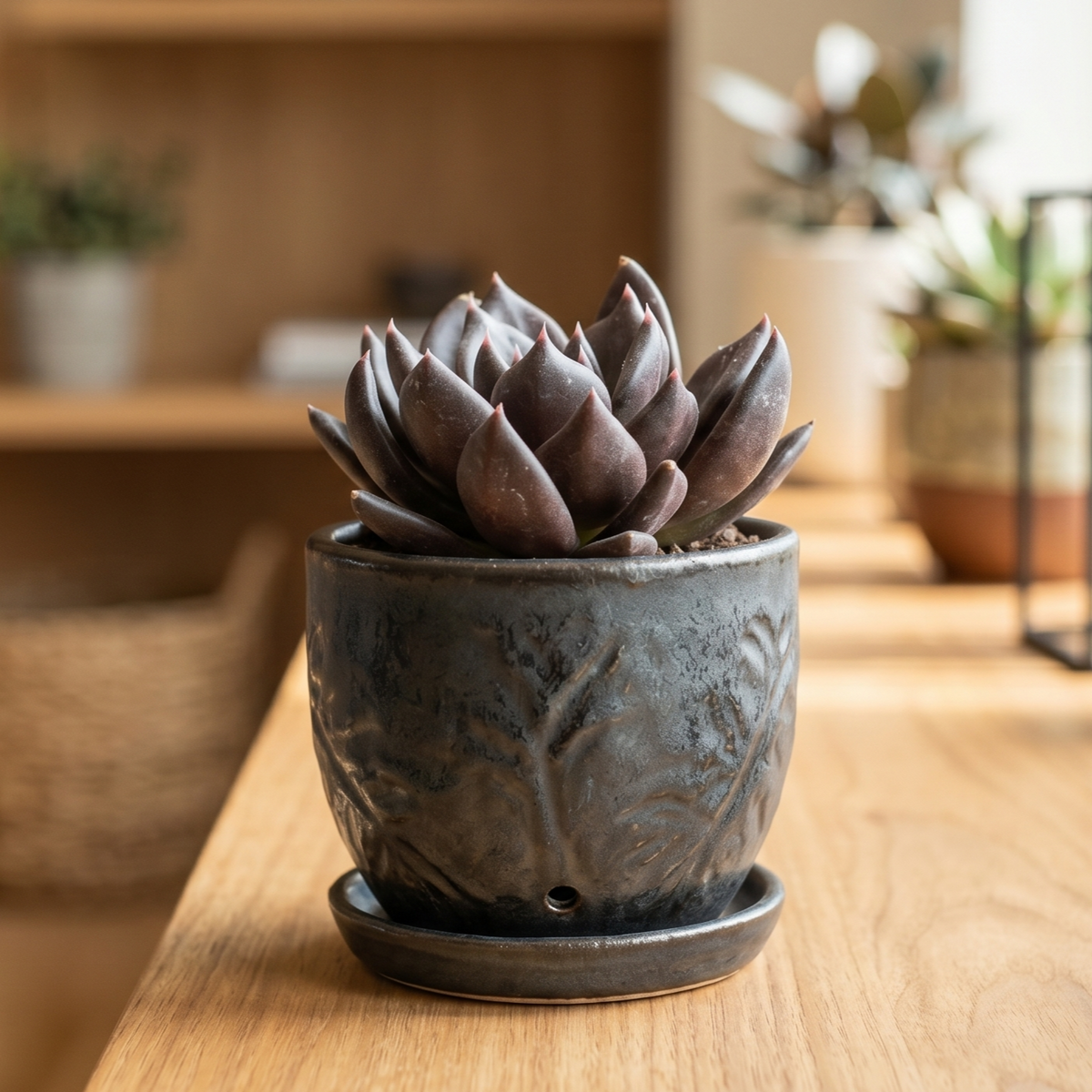 buy Echeveria 'Gothika' live succulent 2 inch online, dark purple rosette, gothic foliage, compact form, architectural decor, collector gift