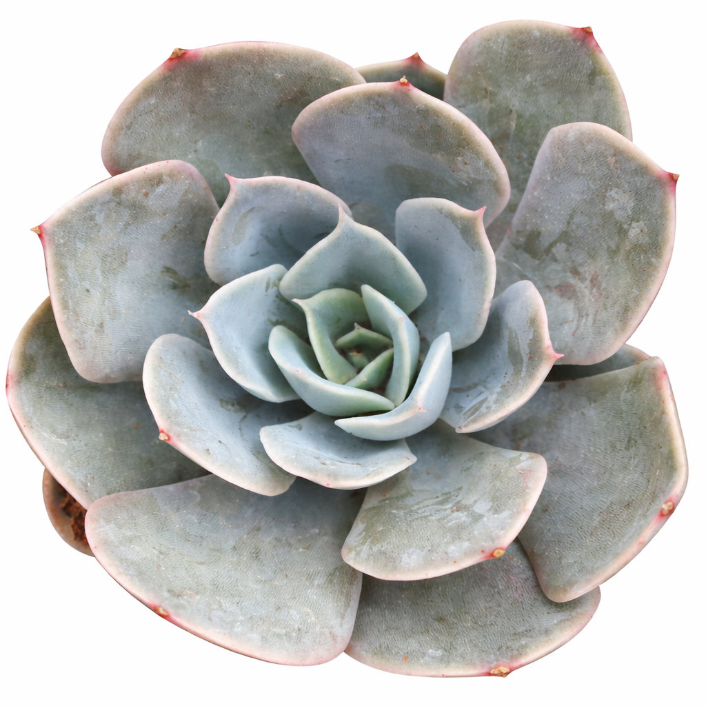 2 inch Echeveria Grande Cinza, green succulents, indoor succulents, succulent care guide, buy succulents online