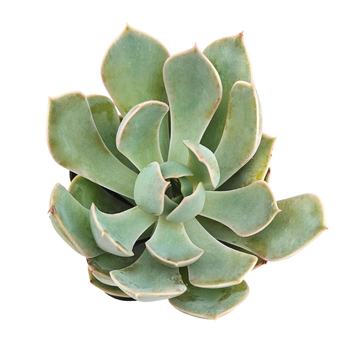Low-maintenance outdoor plants, Long-lived succulent, Best Echeveria for small gardens, Buy Echeveria Grande Cinza online