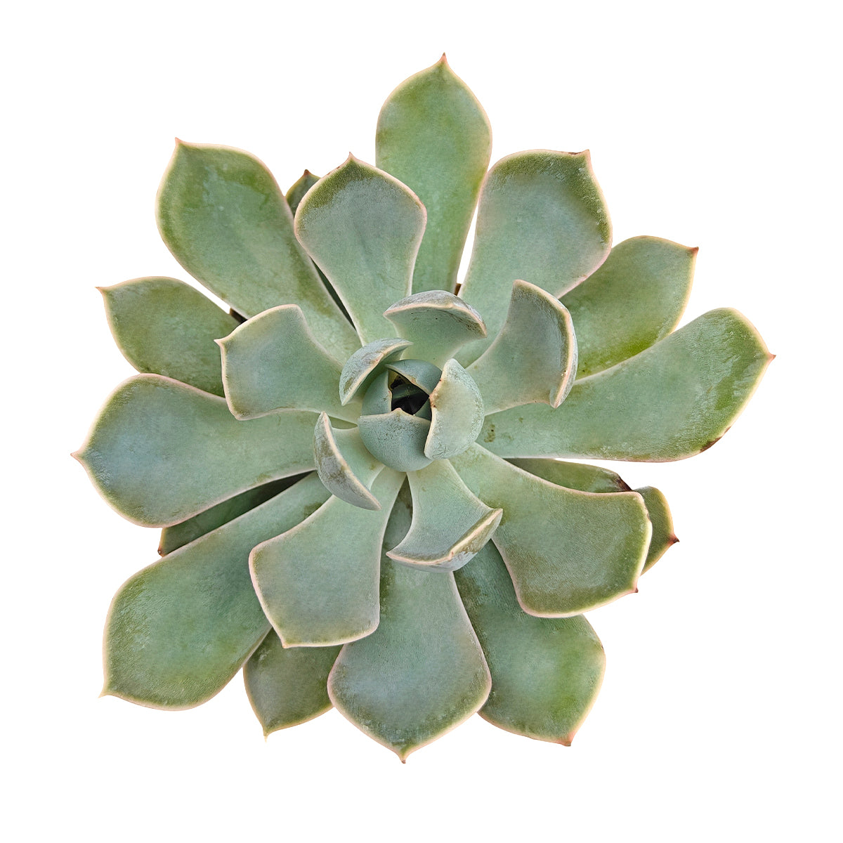 Echeveria Grande Cinza care guide, Succulents with colorful edges, Desert garden centerpiece, Buy small indoor plants online, Affordable small indoor plants