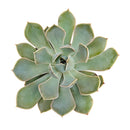 how to grow succulents, succulent plant, succulent care tips, succulent subscription, succulents garden, Succulents, Succulents shop near me, Rare succulents