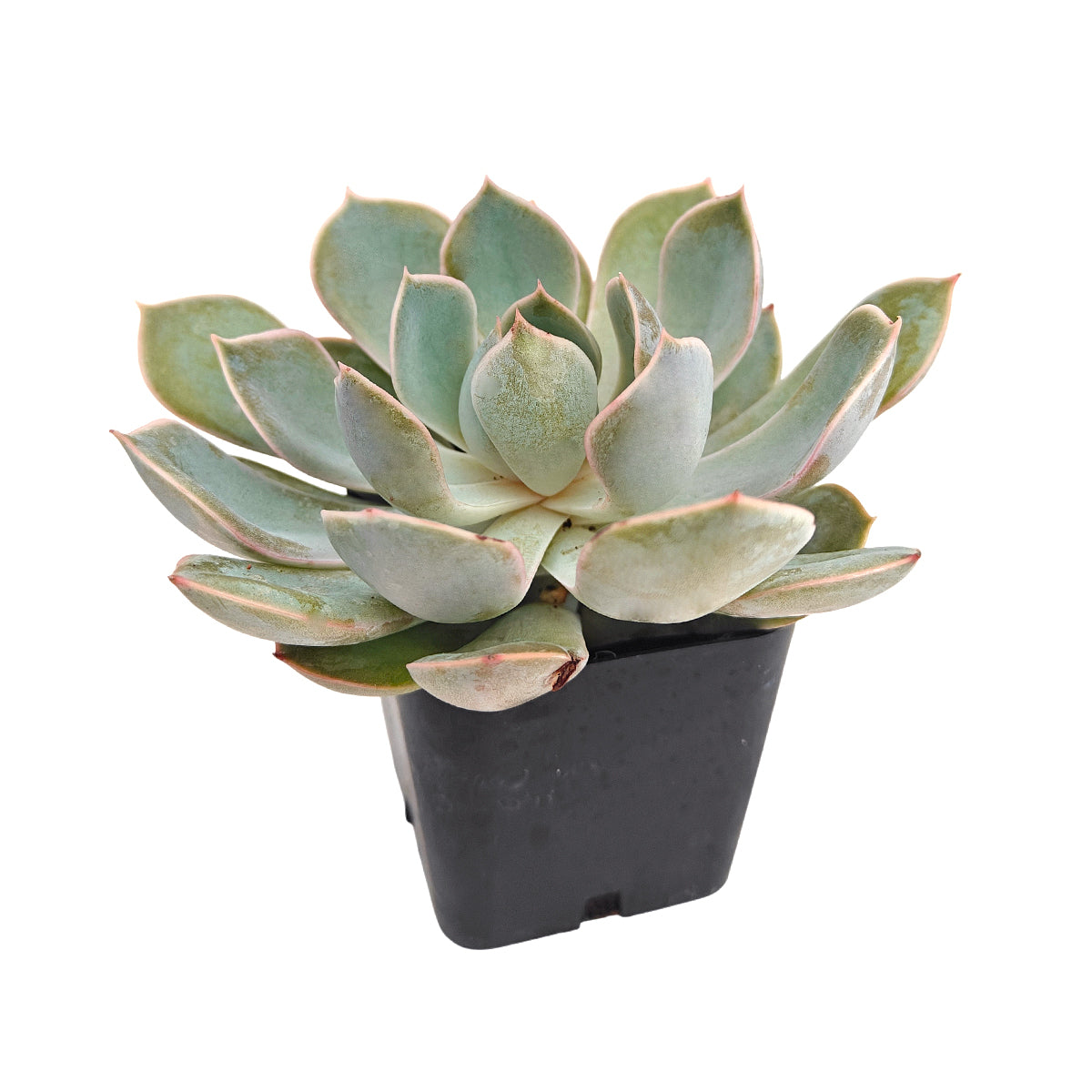 2 inch succulents, Echeveria Grande Cinza for sale, plants for tabletop decoration