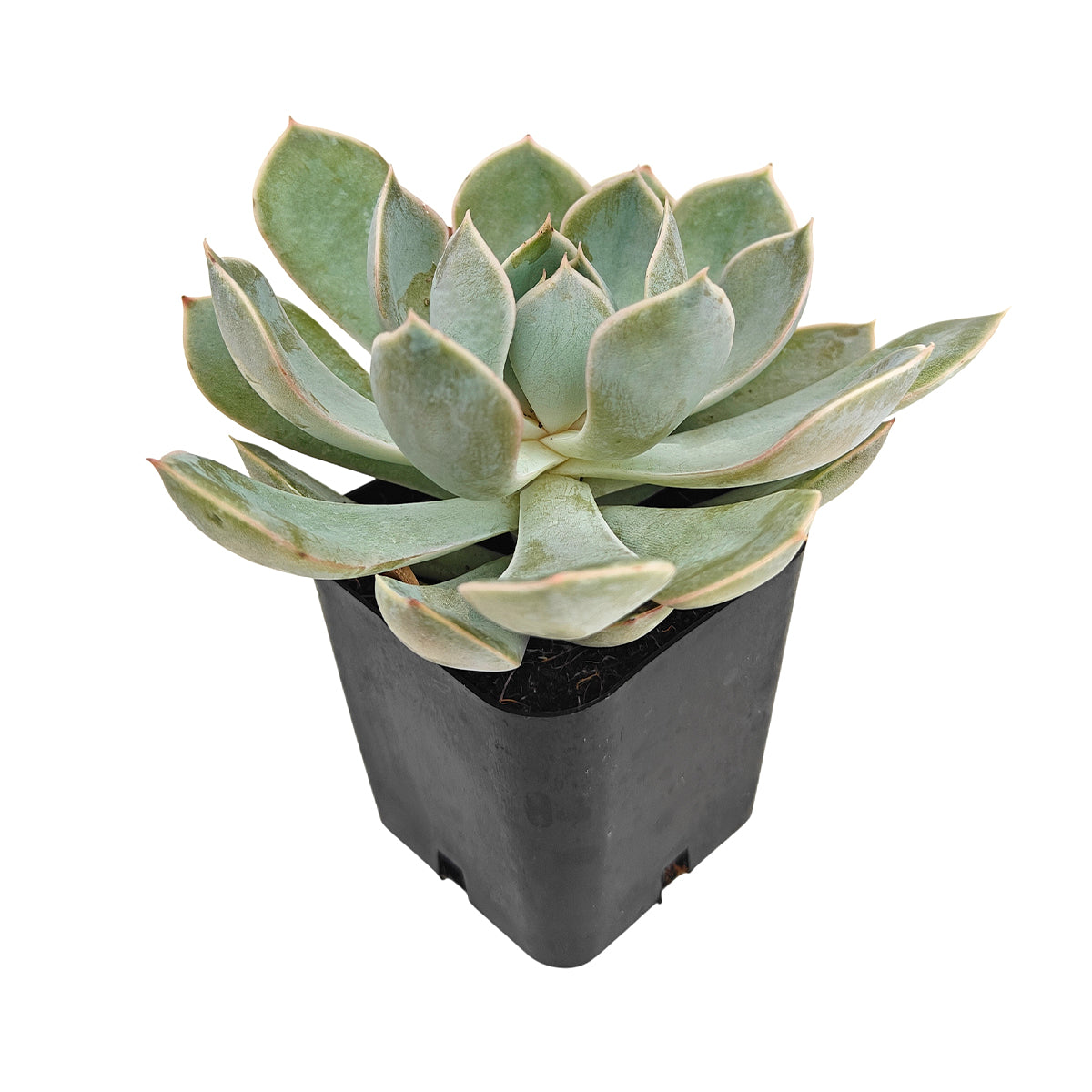 Echeveria Grande Cinza for Sale, Echeveria Grande Cinza Gift Decor Ideas