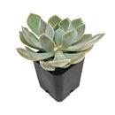 how to grow succulents, succulent plant, succulent care tips, succulent subscription, succulents garden, Succulents, Succulents shop near me, Rare succulents