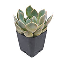 how to grow succulents, succulent plant, succulent care tips, succulent subscription, succulents garden, Succulents, Succulents shop near me, Rare succulents