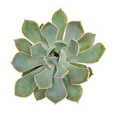 how to grow succulents, succulent plant, succulent care tips, succulent subscription, succulents garden, Succulents, Succulents shop near me, Rare succulents