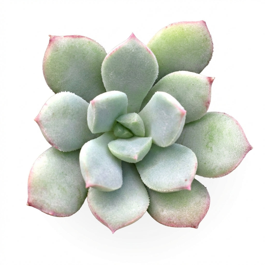 Close-up of a 2 inch Echeveria 'Green Goddess' , green succulents, indoor succulents, succulent care guide, buy succulents online